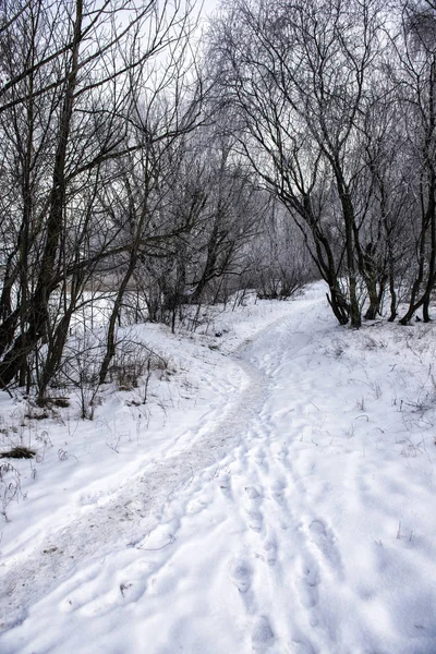 Día Nublado Bosque Camino Cubierto Nieve Entre Los Árboles Letonia — Foto de Stock