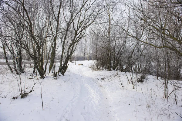 Día Nublado Bosque Camino Cubierto Nieve Entre Los Árboles Letonia — Foto de Stock