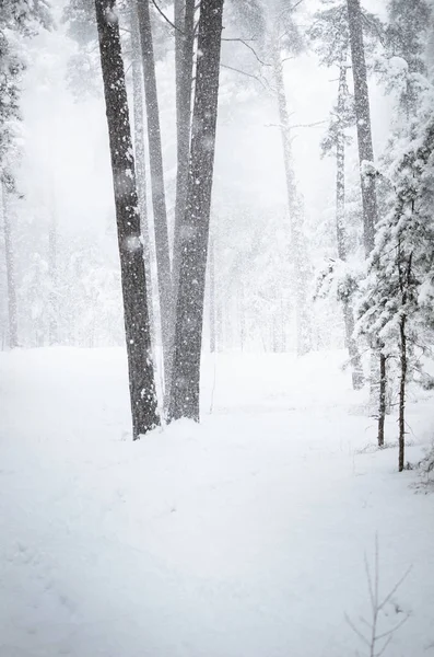 Ein Pfad Winterwald Unter Einer Dicken Schicht Neuschnee — Stockfoto