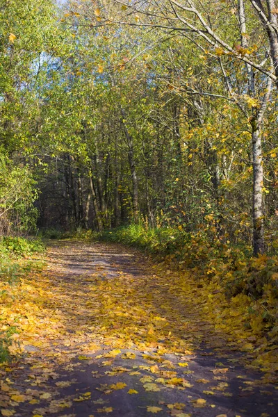 Eine Straße Durch Die Goldenen Bäume Wald Einem Sonnigen Tag — Stockfoto