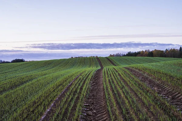 Grön Land Jordbruksområdet Klar Morgon Himmel Lettland — Stockfoto