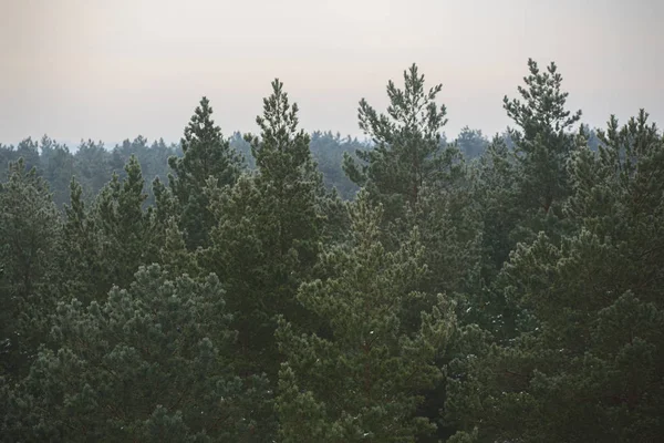 Blick Auf Den Kiefernwald Lettland — Stockfoto