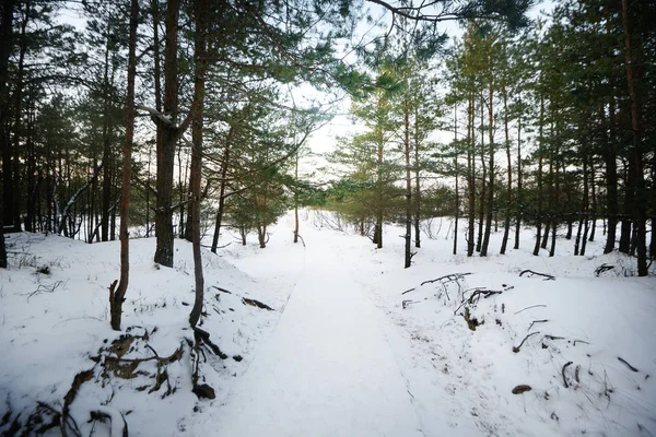 Road Pine Trees Sunny Winter Evening Latvia — Stock Photo, Image