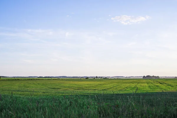Widok Pola Rolne Zielony Kraj Słoneczny Letni Dzień Łotwa — Zdjęcie stockowe