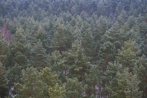 拉脱维亚松树林景观 — 图库照片