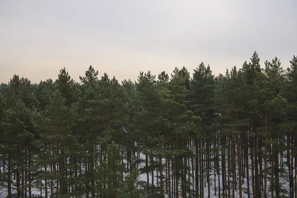 Blick Auf Den Kiefernwald Lettland — Stockfoto