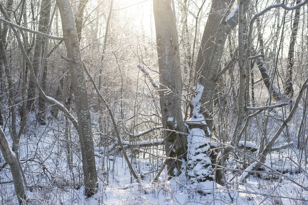 Besneeuwde Bomen Het Bos Een Zonnige Winterdag Letland — Stockfoto