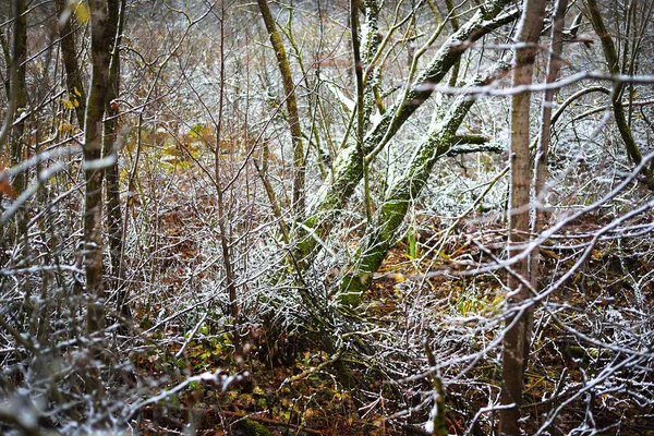 Prima Neve Nella Foresta Autunnale Lettonia — Foto Stock