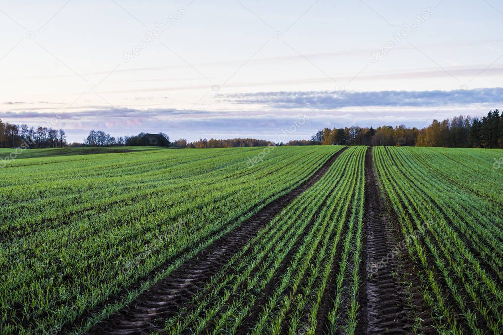 A view of the green country agricultural field and forest under a colorful morning sky, Latvia