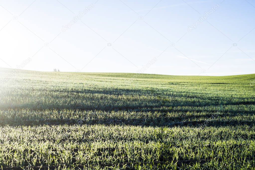 Green country agricultural field under a clear morning sky, Latvia