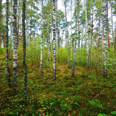 Erken sonbahar yaprak döken orman Letonya.