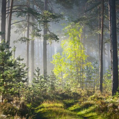 Letonya yaprak döken orman sisli gündoğumu.