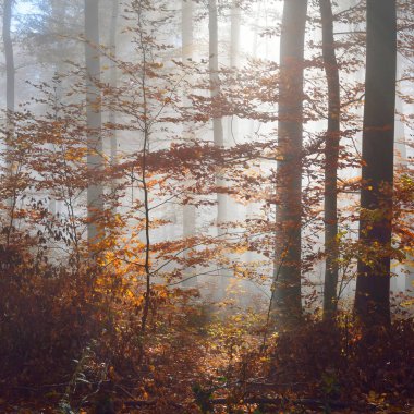 Kayın ağacı ormanında gizemli bir sabah sisi. Sarı ve turuncu yapraklı sonbahar ağaçları. Heidelberg, Almanya