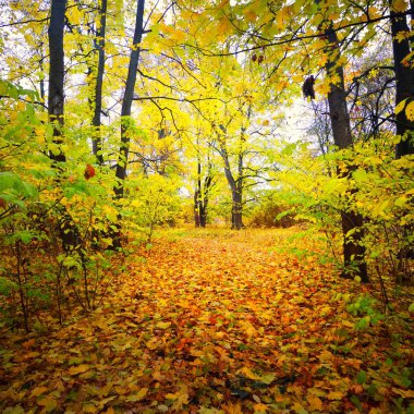 Eski bir park sonbahar sokakta. Riga, Letonya.