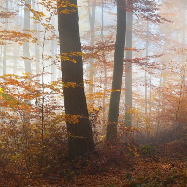 Kayın ağacı ormanında gizemli bir sabah sisi. Sarı ve turuncu yapraklı sonbahar ağaçları. Heidelberg, Almanya