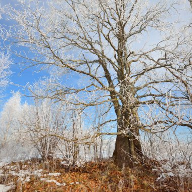 Meşe ağacı kar ve in Rime'ı Rus kış kırsalında kaplı