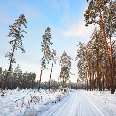 Parlak güneşli bir kış ormandaki bir yol