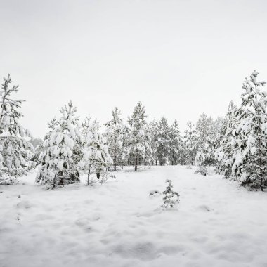 Bir grup küçük çam ağaçlarının bir puslu kış gününde kış ormandaki Letonya