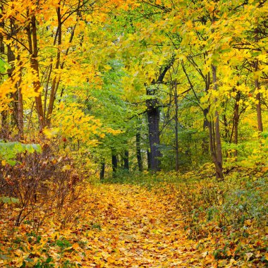 Eski bir park sonbahar sokakta. Riga, Letonya.