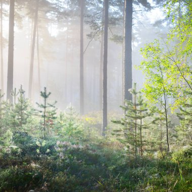 Letonya yaprak döken orman sisli gündoğumu.