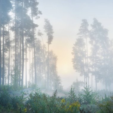 Alan, güneşin doğuşunu ormanın yanında güçlü sis