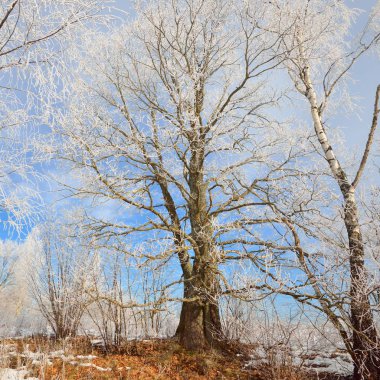Meşe ağacı kar ve in Rime'ı Rus kış kırsalında kaplı