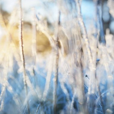 güneş ışığı altında buzlu çim yakından görmek