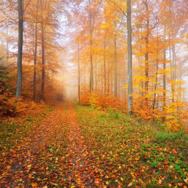 Gizemli sabah sis bir güzel kayın ağacı orman içinde. Sarı ve turuncu yaprakları ile sonbahar ağaçları ile orman yolu. Heidelberg, Almanya