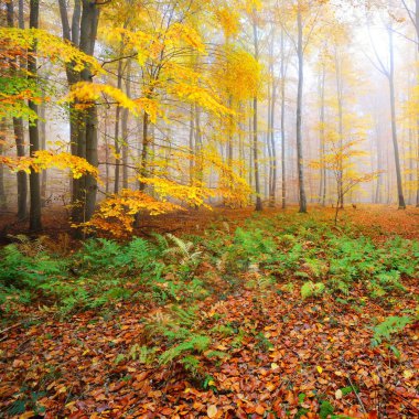 Kayın ağacı ormanında gizemli bir sabah sisi. Sarı ve turuncu yapraklı sonbahar ağaçları. Heidelberg, Almanya