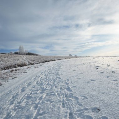 Hoarfrost kış Rusya'da donmuş çayır kaplı