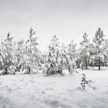 Bir grup küçük çam ağaçlarının bir puslu kış gününde kış ormandaki Letonya