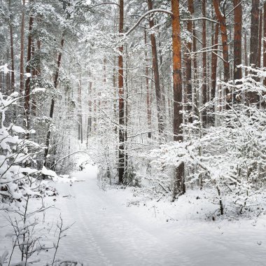 Letonya kar kalın tabaka altında kış orman yolundaki