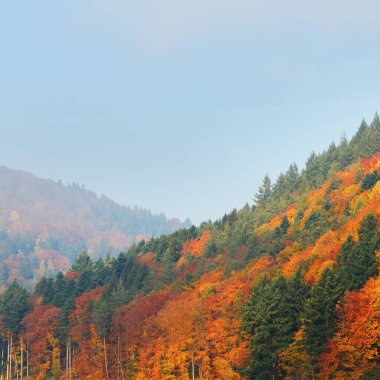 Neckar Nehri Vadisi profili sonbahar. Renkli portakal yapraklar hills yanında Heidelberg, Almanya.