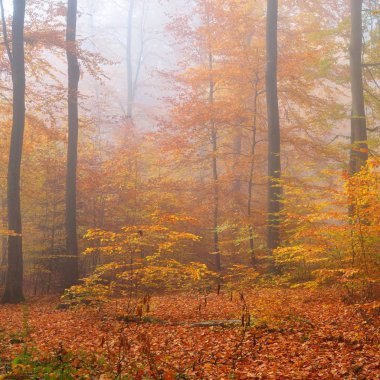 Kayın ağacı ormanında gizemli bir sabah sisi. Sarı ve turuncu yapraklı sonbahar ağaçları. Heidelberg, Almanya