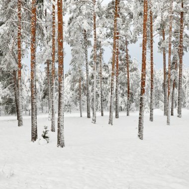 çam ağaçları karda orman şapkalı 
