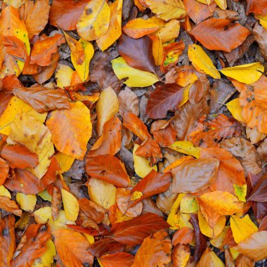 Turuncu kayın ağacı doku içinde sonbahar yaprakları