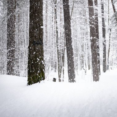 Letonya taze yağan kar kış ormanı görünümünü