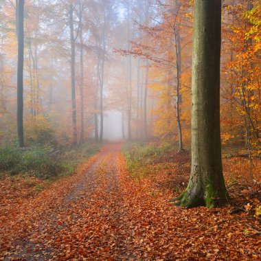 Gizemli sabah sis bir güzel kayın ağacı orman içinde. Sarı ve turuncu yaprakları ile sonbahar ağaçları ile orman yolu. Heidelberg, Almanya