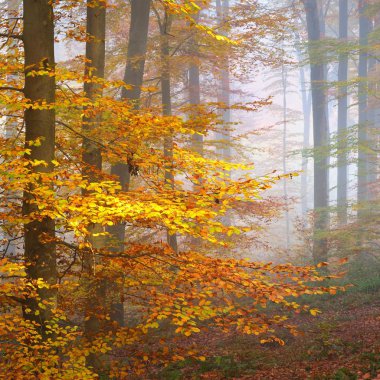 Kayın ağacı ormanında gizemli bir sabah sisi. Sarı ve turuncu yapraklı sonbahar ağaçları. Heidelberg, Almanya