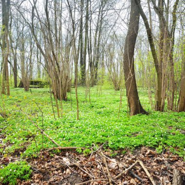 Vahşi Anemone çiçekler bahar ormanın içinde. Letonya