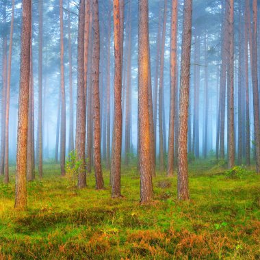 Letonya yaprak döken orman sisli gündoğumu.