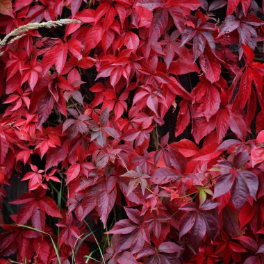 Kırmızı yapraklı yabani üzümler bir sonbahar günü ahşap bir çitte yoğun bir şekilde büyür.