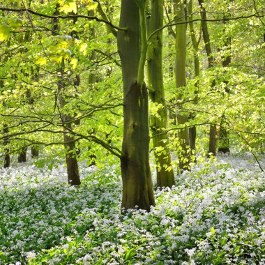 çiçekli çalılar yaprak döken orman içinde doğal görünümünü 