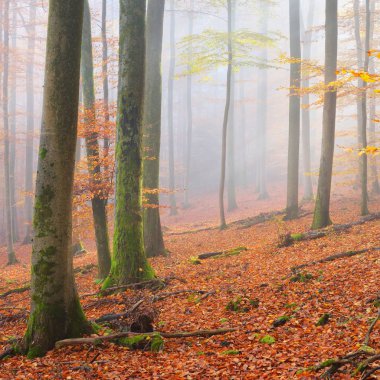 Kayın ağacı ormanında gizemli bir sabah sisi. Sarı ve turuncu yapraklı sonbahar ağaçları. Heidelberg, Almanya