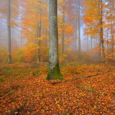 Kayın ağacı ormanında gizemli bir sabah sisi. Sarı ve turuncu yapraklı sonbahar ağaçları. Heidelberg, Almanya