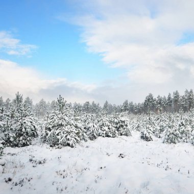 İrtifa taze çam ağacı orman güneşli bir günde Letonya dikti