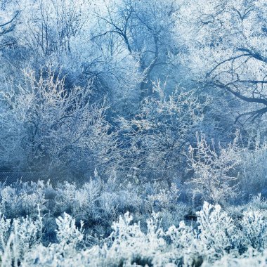 buzlu ağaçlar ve çim kış zaman doğal görünümünü