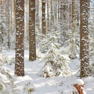 İrtifa çam ağacı ormanda bir güneşli kış gününde Rusya