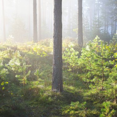 Letonya yaprak döken orman sisli gündoğumu.