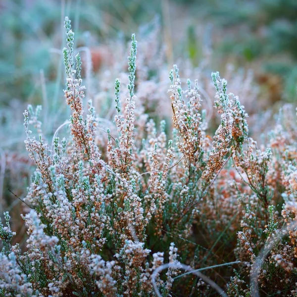 Mrożone Rośliny Zimą Rym Nich — Zdjęcie stockowe